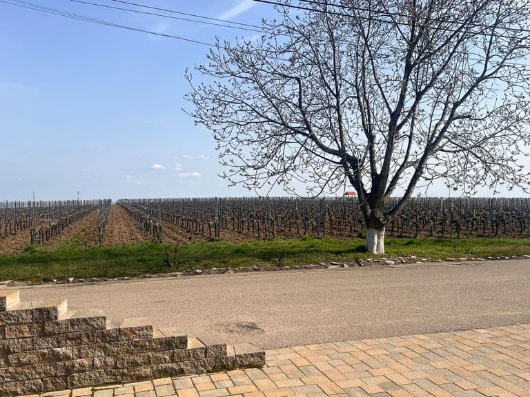 Rândurile de viță-de-vie ale podgoriei, într-o zi de primăvară
